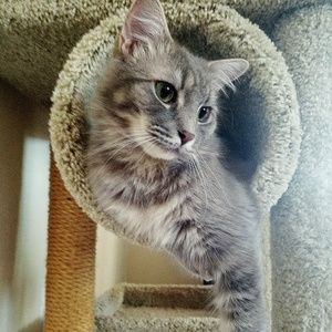 Meet your Posher, Lindsay